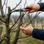 Calendrier de taille des arbres fruitiers : quand et comment tailler au bon moment