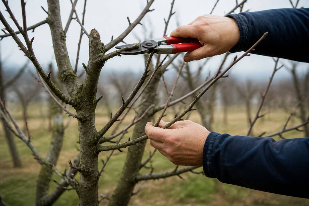 Calendrier de taille des arbres fruitiers : quand et comment tailler au bon moment