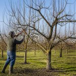 Tableau taille des arbres fruitiers : guide pratique pour bien tailler selon chaque espèce