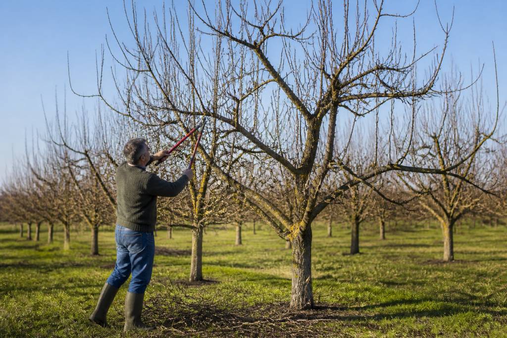 Tableau taille des arbres fruitiers : guide pratique pour bien tailler selon chaque espèce